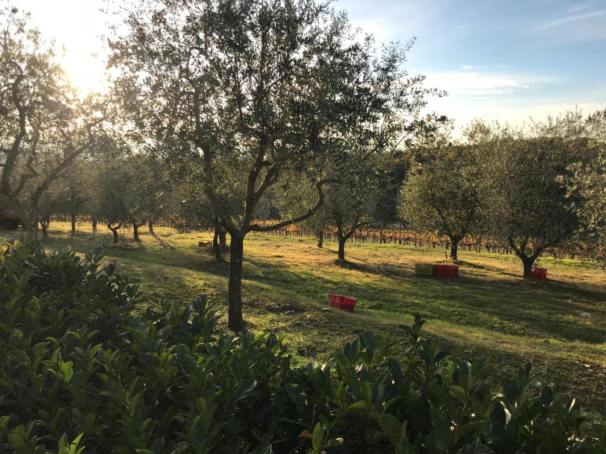 Il Villino Farmhouse Castellina in Chianti Zewnętrze zdjęcie